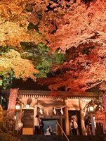 ライトアップされた唐澤山神社山門のモミジ＝26日午後５時20分、佐野市富士町