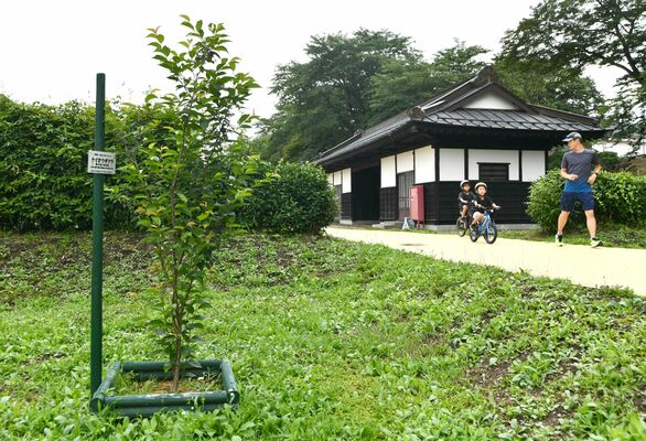 桜見本園内に移植された葉子さんを悼む記念樹（左）＝22日撮影