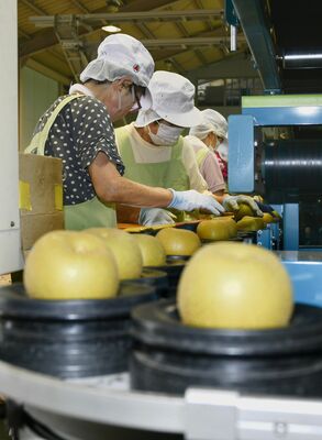 選別後、コンベヤーに載せられるナシ