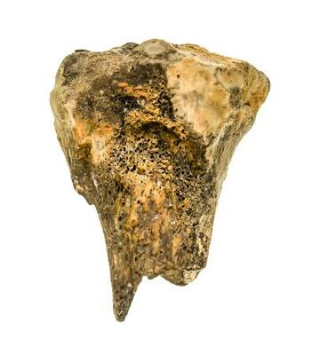 　ニホンジカの骨片（奈良文化財研究所提供）