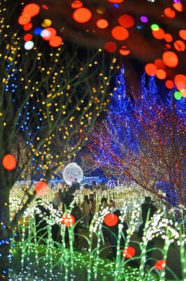 かわち水と緑のふれあい公園をきらびやかに彩るイルミネーション=茨城県河内町長竿