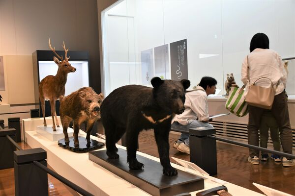 さまざまな標本を展示する企画展