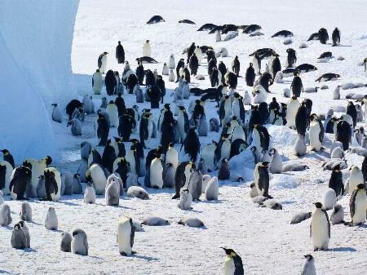 南極・ロスチャイルド島のコウテイペンギンの群れ。羽毛が灰色なのがひな((C)Philip Trathan/IUCN提供)