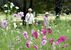 わんぱく公園を彩る色とりどりのコスモス＝10日午後０時20分、壬生町国谷