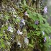 深山彩るコウシンソウ　日光・足尾の庚申山で開花