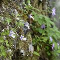 深山彩るコウシンソウ 日光・足尾の庚申山で開花