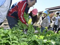 大根抜きを園児が体験　リンゴ狩りの代わりに　両手で抱えて大満足