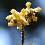 茂木のミツマタ群生地で開山祭　町長らが今季の安全祈願　９日から入山者受…