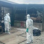 那須塩原の豚熱、殺処分本格的に始まる　国の疫学調査も　防疫措置完了まで…