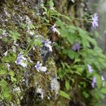 深山彩るコウシンソウ　日光・足尾の庚申山で開花