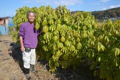 キャッサバ改良種の試験栽培に挑戦　那須烏山の農園「トロピカル・プラネット」