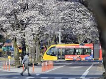 栃木県内桜便り2024