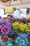 高根沢で葉ボタンの出荷大詰め