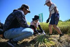 コシヒカリに秋実感