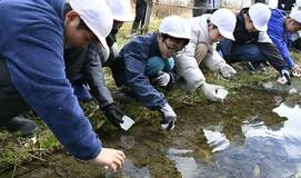初夏の輝き願い ホタル幼虫放流