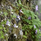 深山彩るコウシンソウ　日光・足尾の庚申山で開花