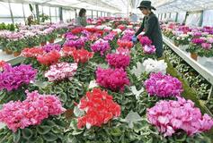 冬の贈り物 色鮮やかに