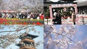 CCTV+:満開の桜が各地から観光客を中国東部の都市へ引き寄せる
