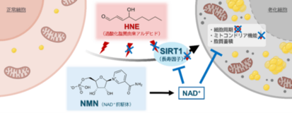 加齢による肝機能低下の新たな仕組みを解明