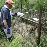 「小山にいない」は過去の話...　イノシシ被害深刻に　繁殖力強く、駆除追いつかず