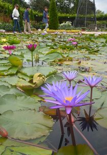 あしかがフラワーパークで熱帯性スイレン