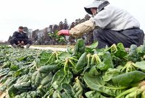 ちぢみほうれん草の収穫最盛期　野木