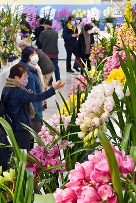 会場いっぱいに並ぶ色とりどりの洋ラン＝11日午前10時45分、宇都宮市今泉町