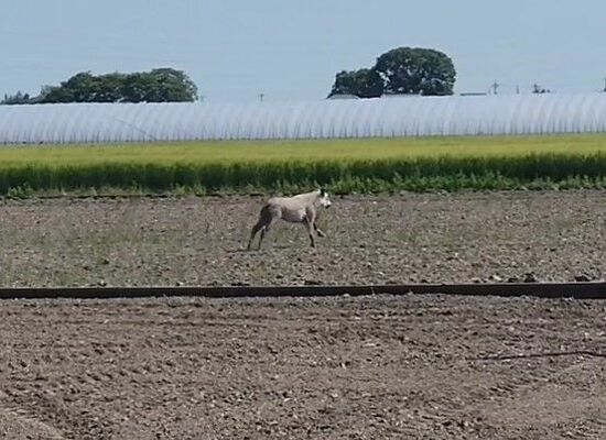 ４日に目撃されたニホンカモシカ（読者提供の動画より）