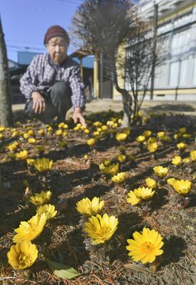 相田さん方で見頃となったフクジュソウ
