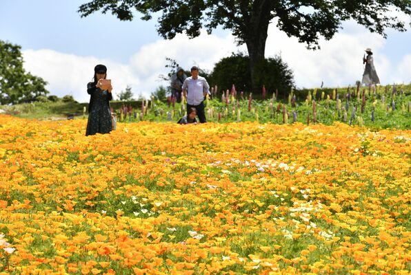 園内を鮮やかに彩るカリフォルニアポピー＝５日午前10時55分、那須町豊原丙