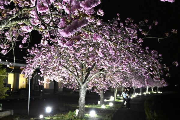 ライトアップされた満開のぼたん桜