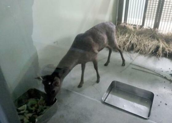 　捕獲され大阪市内の一時保護施設に移送されたシカ＝２５日午後（大阪市健康局提供）