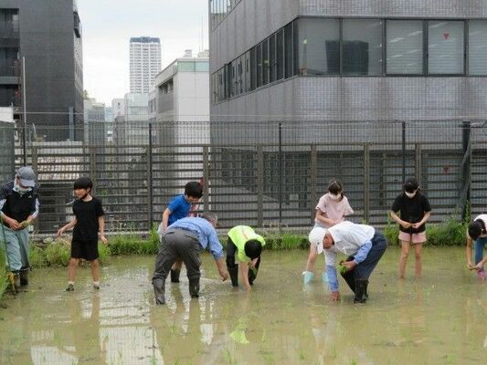 ビルに囲まれた田んぼで行われた田植え