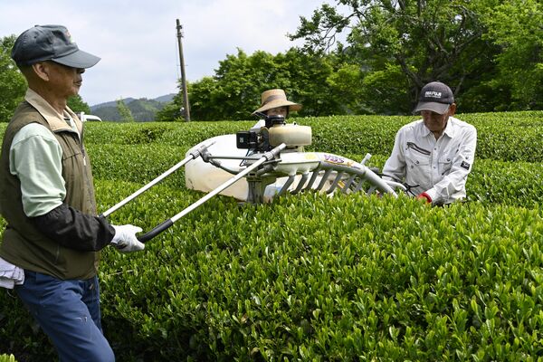 一番茶の収穫作業