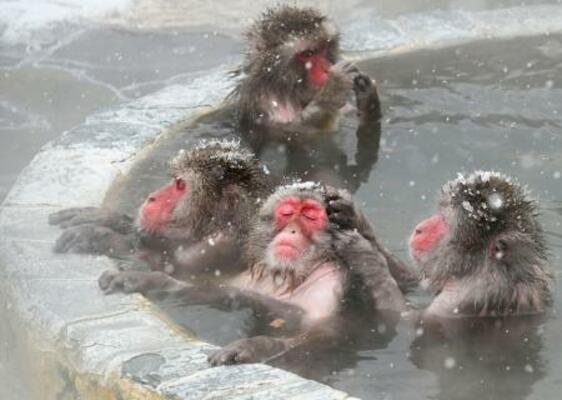 　北海道・函館市熱帯植物園で温泉に漬かるニホンザル＝１４日午前