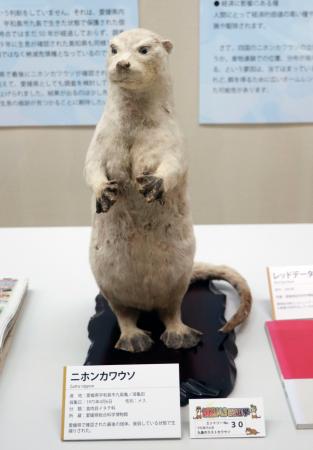 　愛媛県内で最後に捕獲されたニホンカワウソの剥製