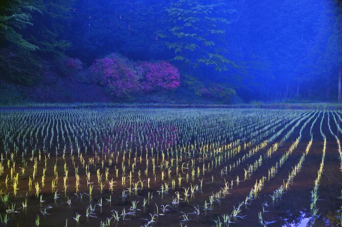 入選「寸光早苗」　君島哲郎（宇都宮）