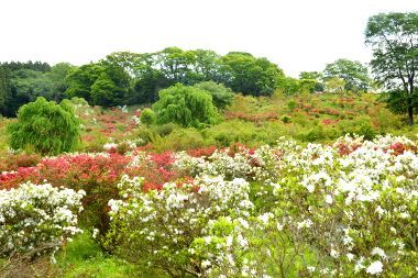 一面に咲くキリシマツツジ（５月８日撮影）