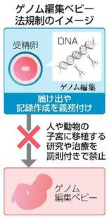 ゲノム編集胚規制法が成立