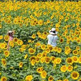 野木でヒマワリ30万本見頃　29日からのフェスで満開