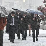 栃木県内全域で雪、交通混乱　那須高原26センチ、宇都宮３センチ　全14地点で氷点下