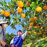 さっぱり甘いミカン収穫期　那須烏山の国見地区【動画】