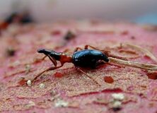 再侵入を許さない!沖縄県久米島におけるアリモドキゾウムシの迅速な根絶事例