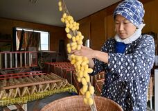 真岡で繭収穫