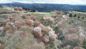 大田原・御亭山のヤマザクラ