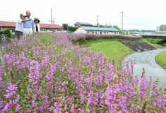 ミソハギ10万本見頃　大田原