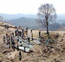 中倉山の頂上近くに立つ「孤高のブナ」の保護活動に当たる参加者ら＝日午前時分、日光市足尾町、ドローンから