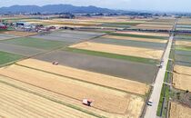 ビール麦の収穫ピーク　小山