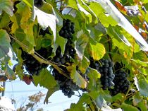 ワイン用のブドウ収穫　那須塩原