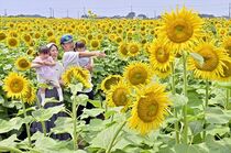 野木でヒマワリ見頃